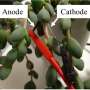 Producing 'green' energy from living plant 'bio-solar cells'