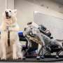 to-optimize-guide-dog-robots,-first-listen-to-the-visually-impaired